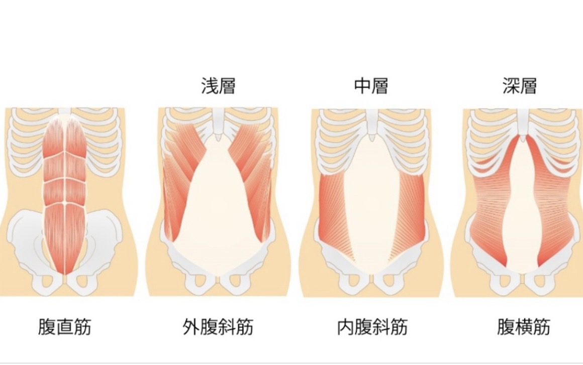 腹筋の層別解剖図